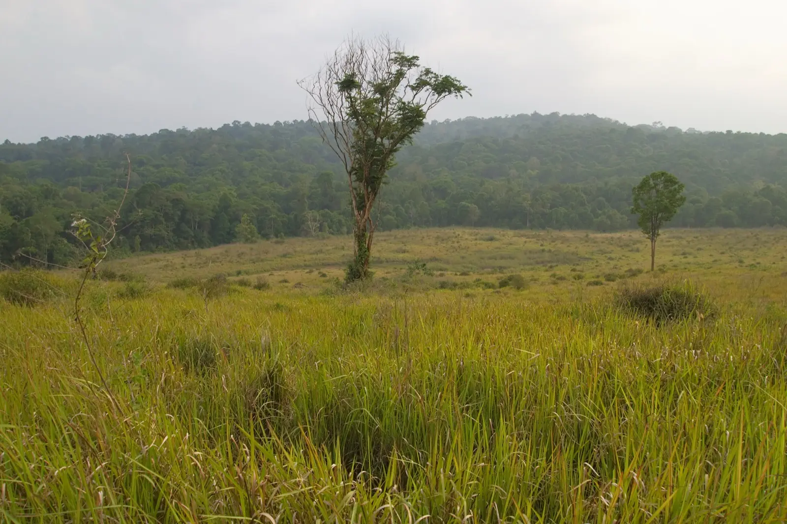 อุทยานแห่งชาติเขาใหญ่